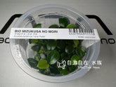ADA Pocket Banyan Anubias Petite nana IC055